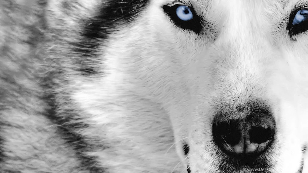 White wolf