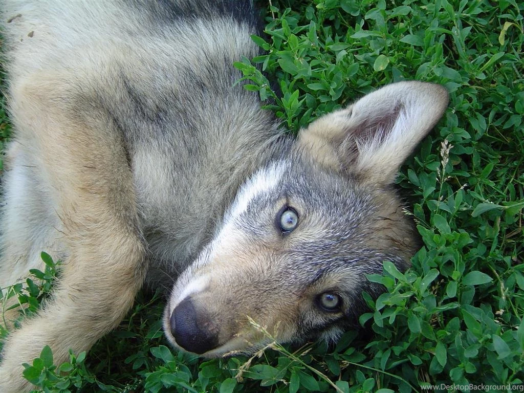 DeviantArt: More Like Wolf Puppy 1 By Dabomb4097