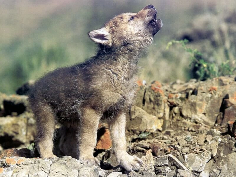 Wolf Cub Pictures   Widescreen HD Wallpapers