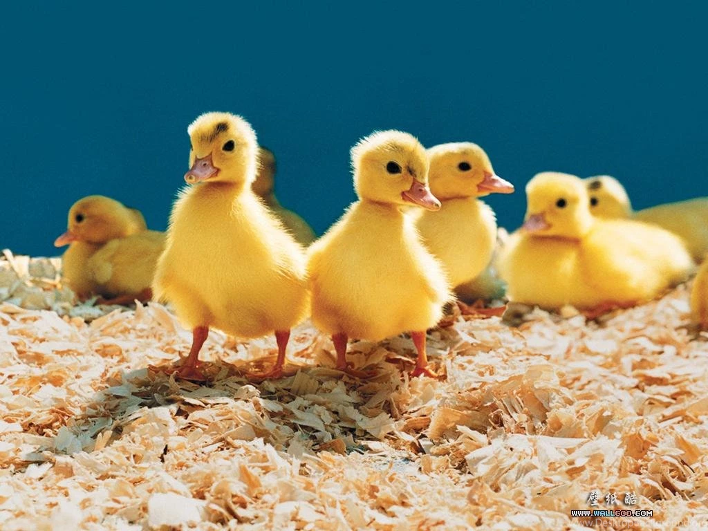 Animal Wallpapers HD Backgrounds Desktop Download • IPhones Wallpapers