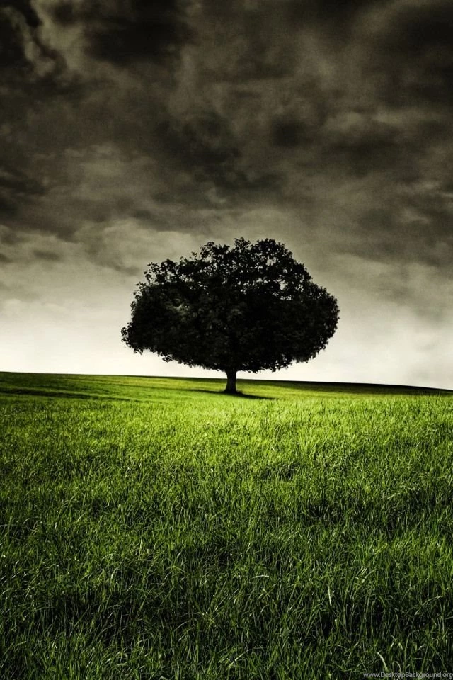 Six Feet Under   Tree