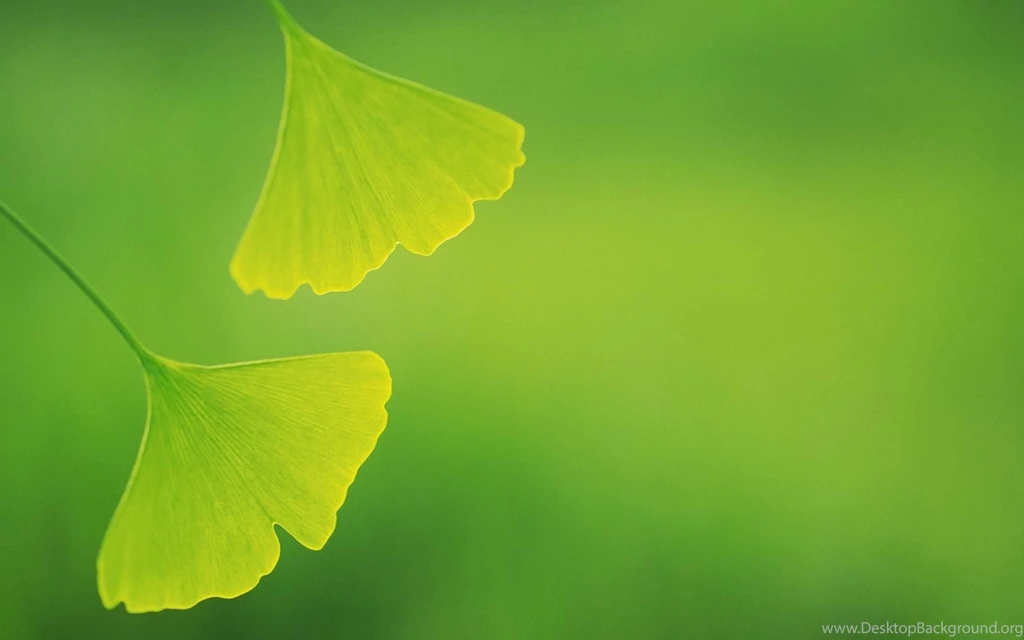 Ginkgo biloba green hd wallpaper 1680x1050.jpg Gujarat Bio ...