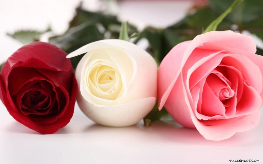 Roses Desktop Wallpapers Wallpapers Cave