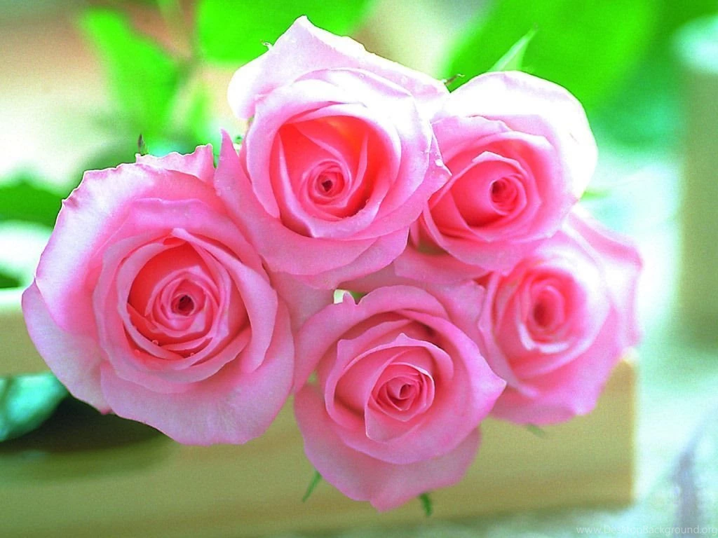 Roses Desktop Backgrounds Wallpapers Cave