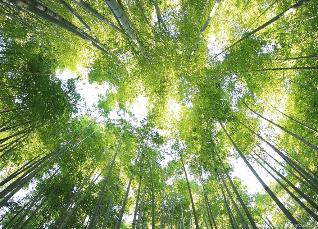 Bamboo Forest 21:9 Wallpapers