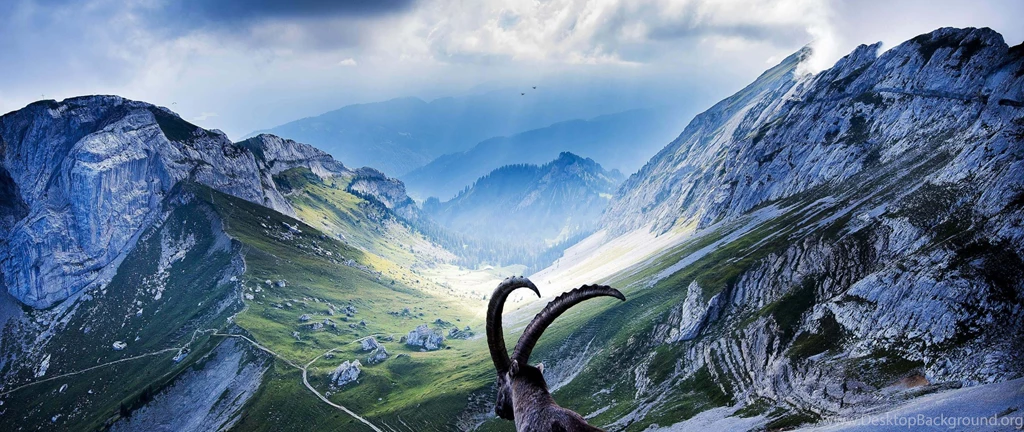 4K Wallpapers Of A Goat At Pilatus Mountains In Switzerland Ultra ...