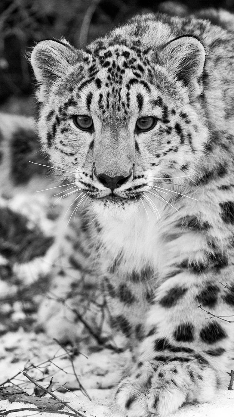 Download Wallpapers 750x1334 Snow Leopard, Snow, Hunting, Attention ...