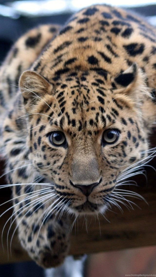 Download HD Leopard iPhone Backgrounds 3.jpg