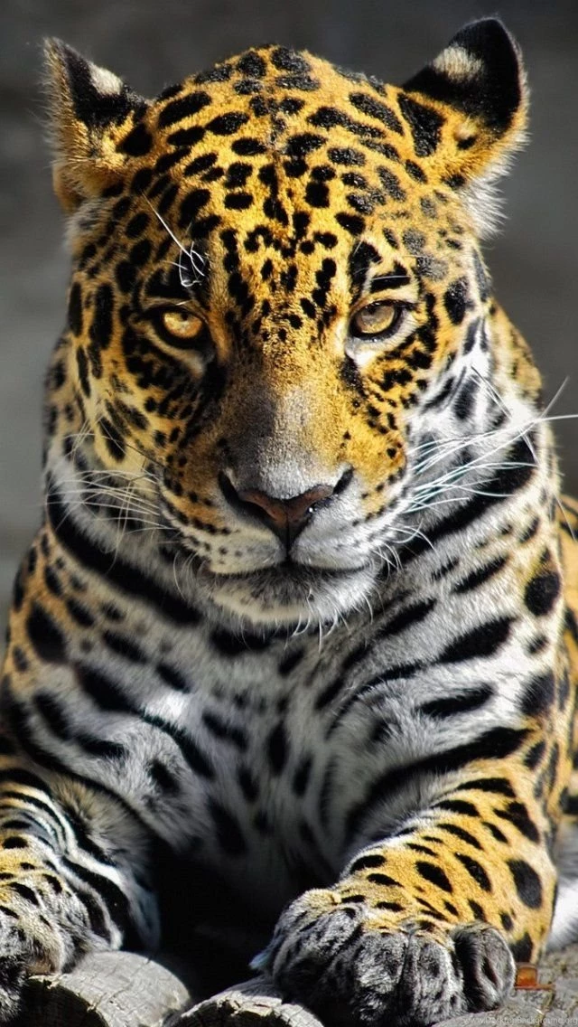 Download HD Leopard iPhone Backgrounds 5.jpg
