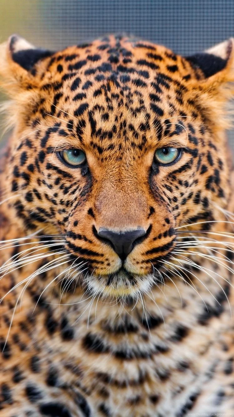 Download Wallpapers 750x1334 Leopard, Predator, Face, Spotted, Big ...