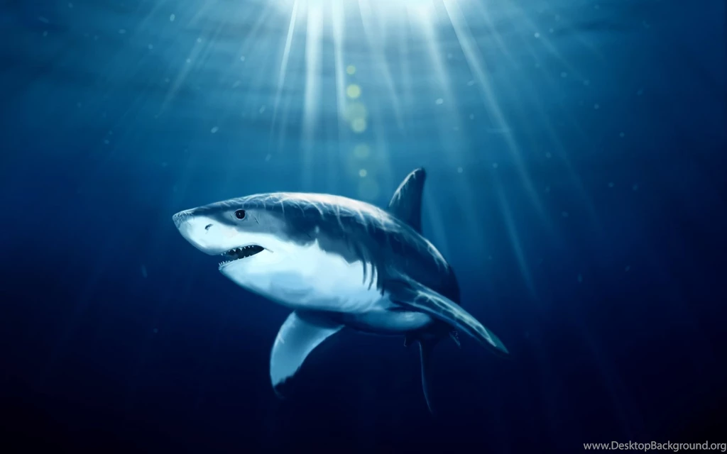 Shark Wallpapers Wonderful 2002 Backgrounds Version