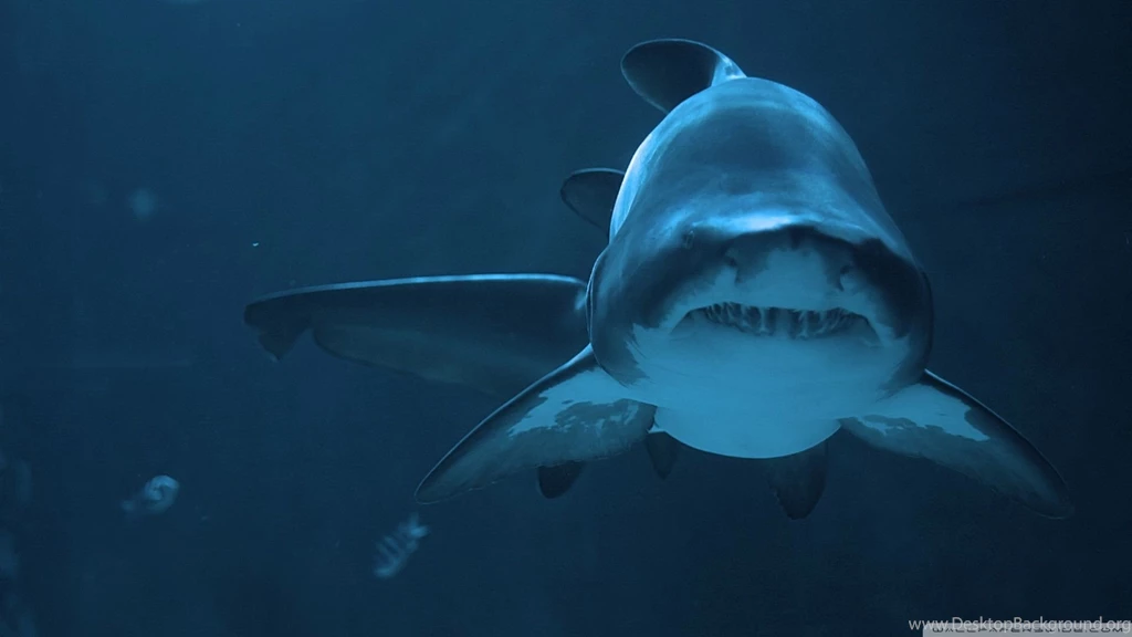 Bull Shark Desktop Backgrounds HD 1920x1080