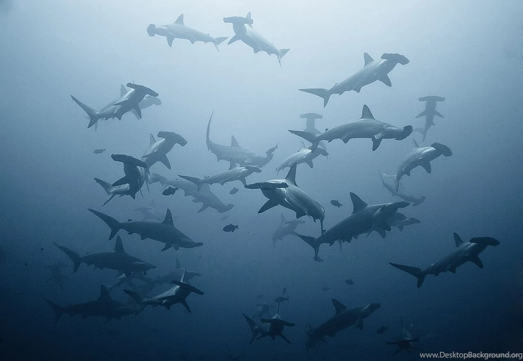 21372) Hammerhead Shark Desktop Backgrounds Wallpapers Attachment ...