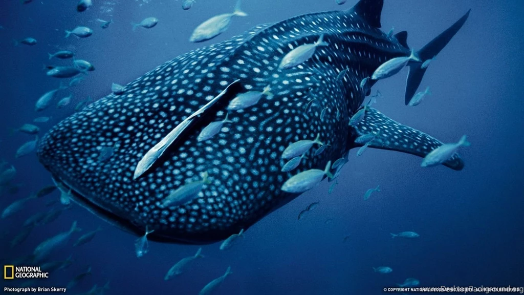 Whale Shark Computer Wallpapers, Desktop Backgrounds