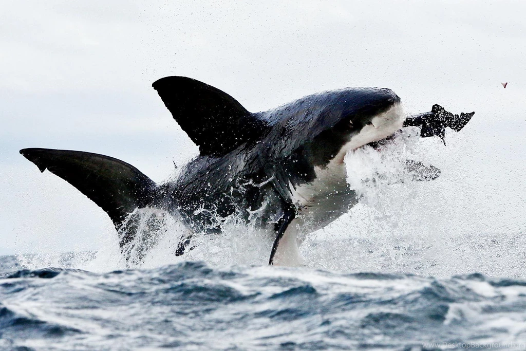 Great White Shark Wallpapers HD Desktop.jpg