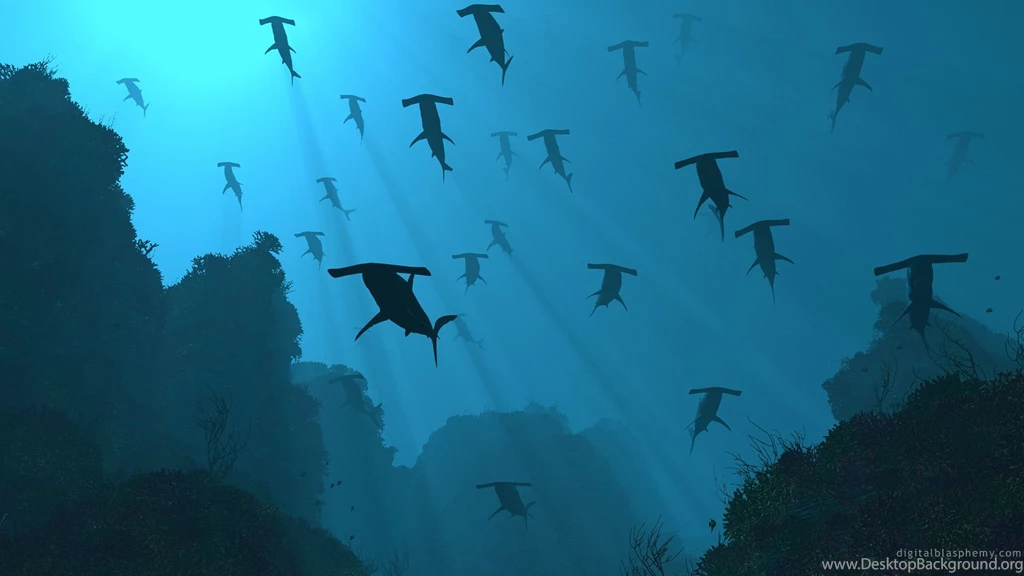 21363) Hammerhead Shark Full HD Wallpapers Attachment WalOps.com