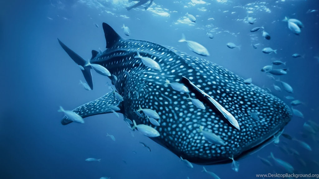 Shark Photos
