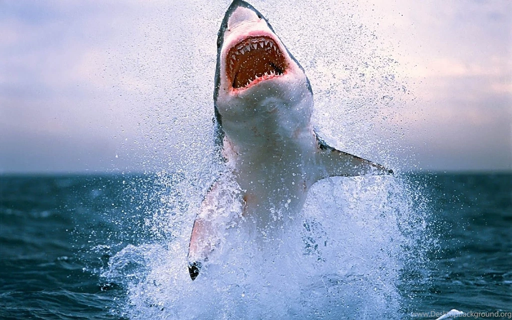 Download Attacking Shark Jumping Out The Water Sharks Wallpapers ...