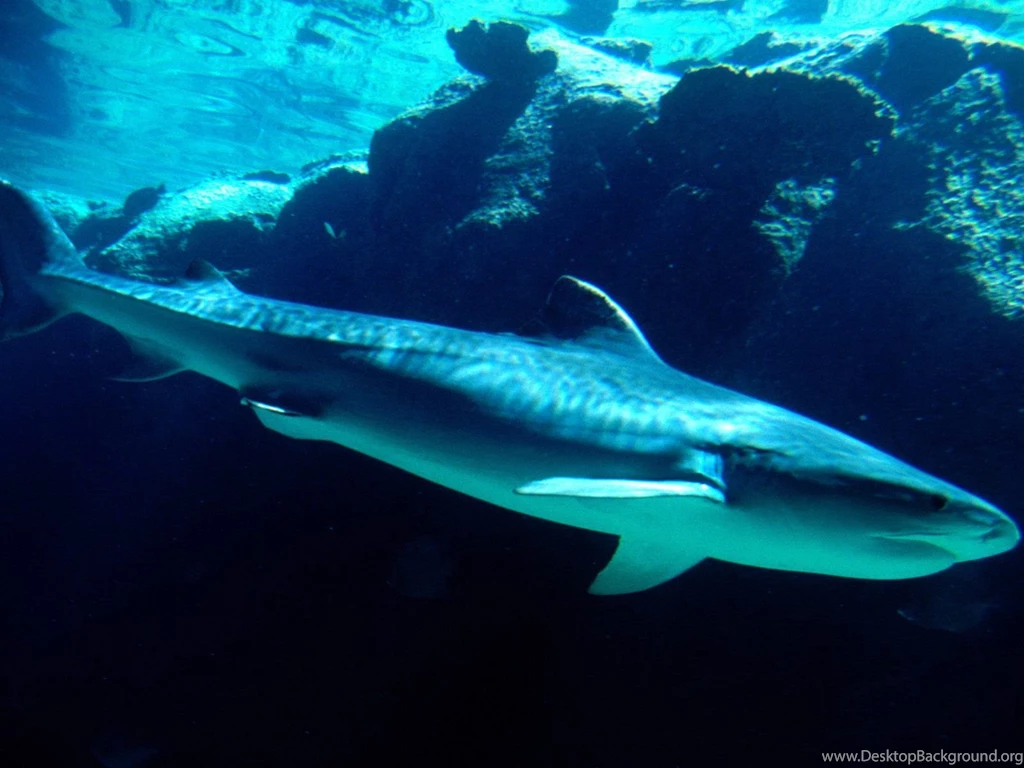 Beautiful Wallpapers: Shark Desktop Wallpapers