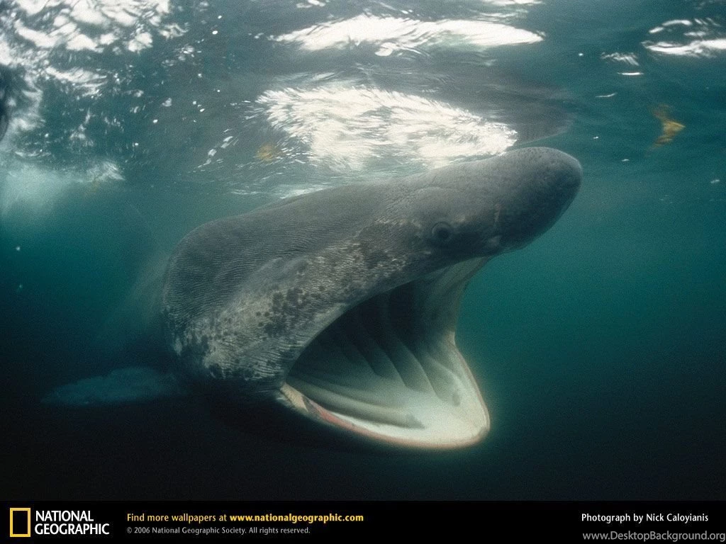 Shark Picture, Shark Desktop Wallpaper, Free Wallpapers, Download ...