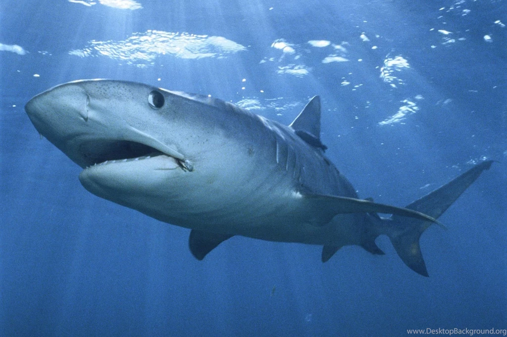 Shark