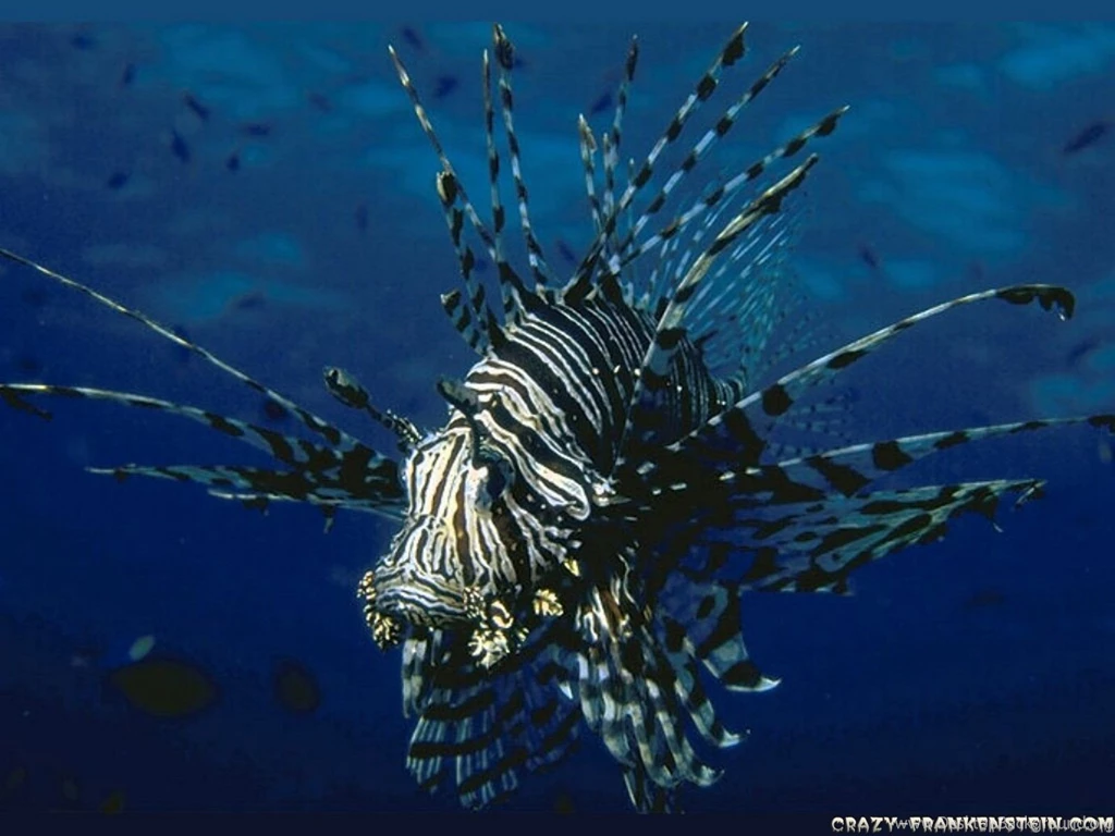 Lionfish Computer Wallpapers, Desktop Backgrounds