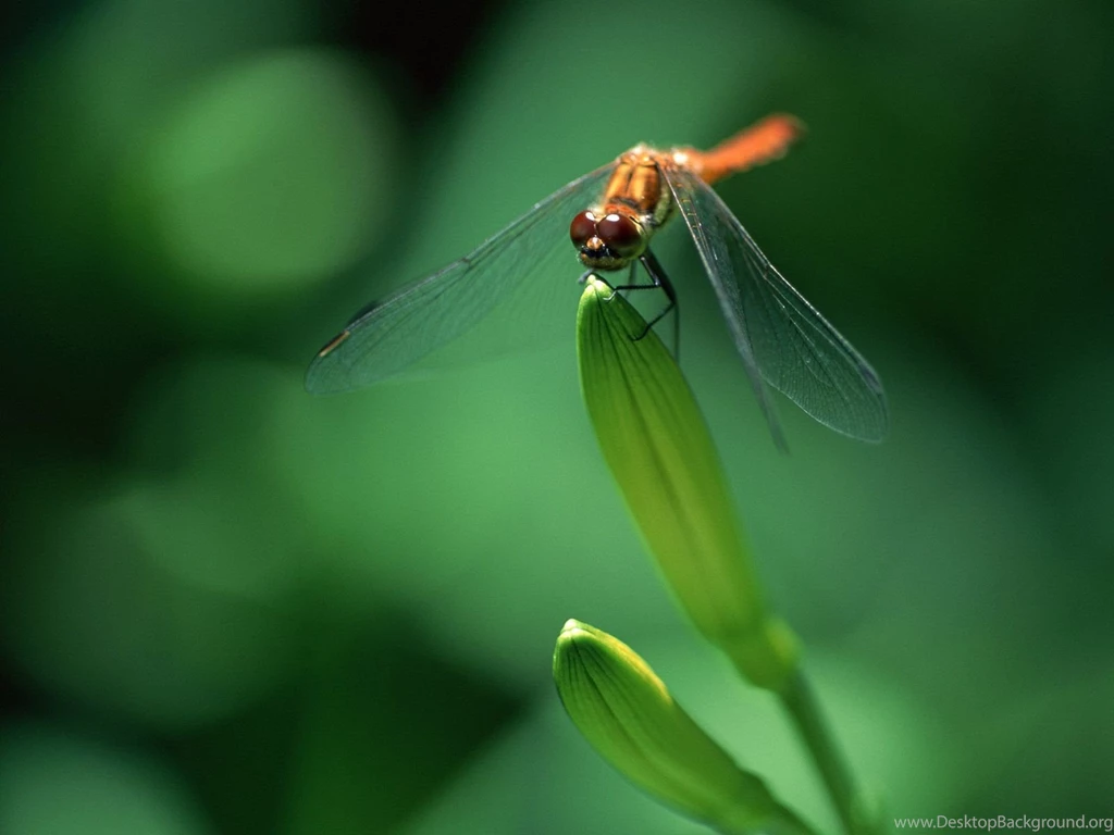 Close up Of Dragonflies Dragonfly Wallpapers 1600x1200 NO.9 ...