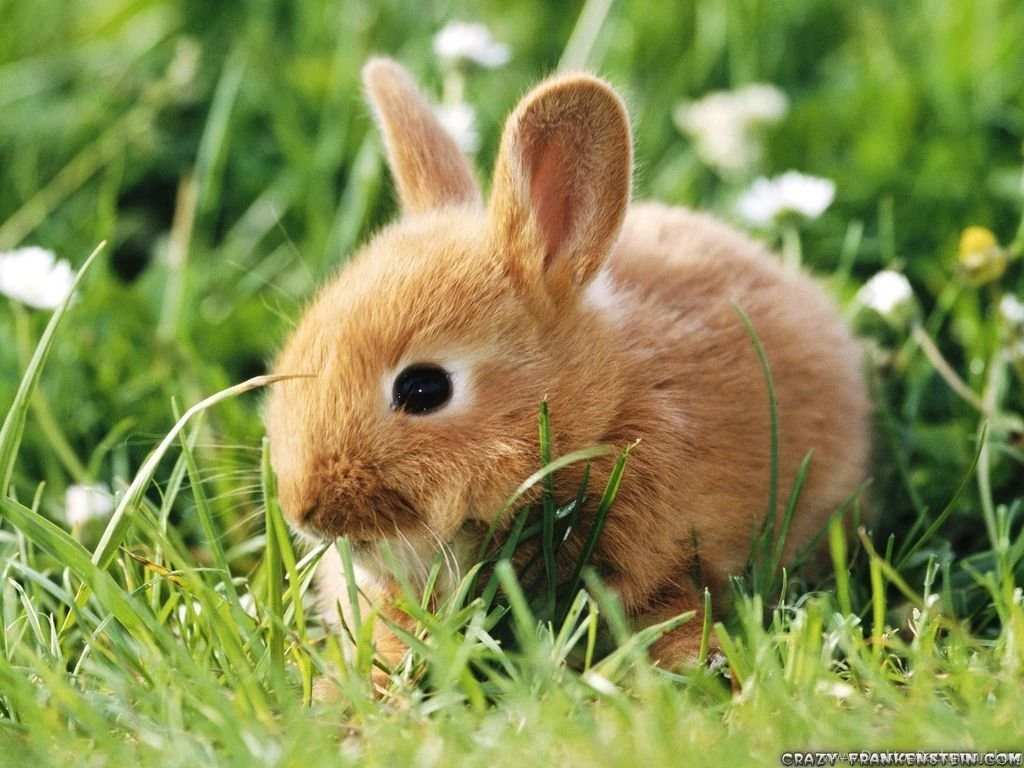 Animal Wallpapers Perfectwallpapers.net