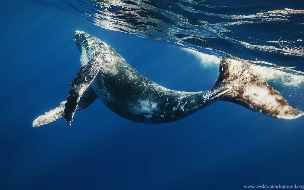 Humpback Whale Vs Blue Whale Wallpaper Desktop Background,Skewed Right Histogram Example