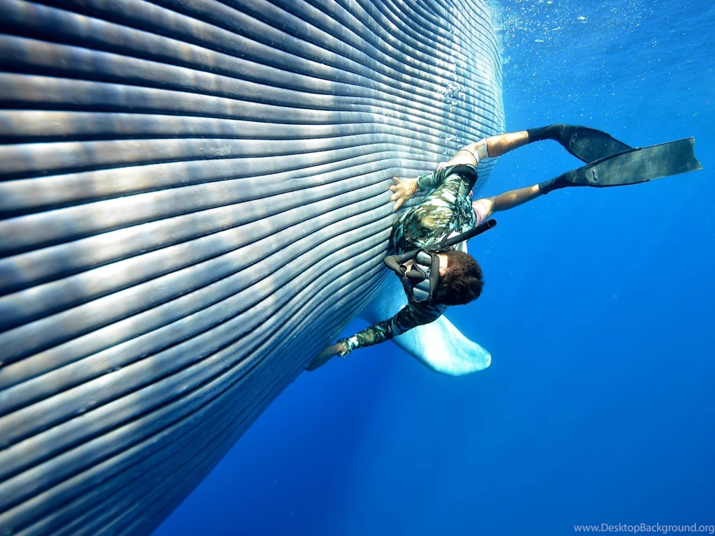 Petting A Blue Whale. : Woahdude