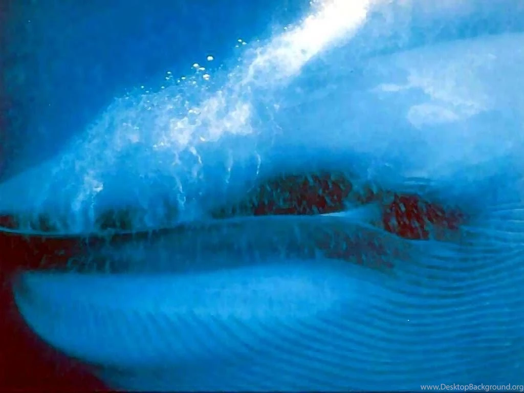 Free Desktop Wallpaper, Blue Whale