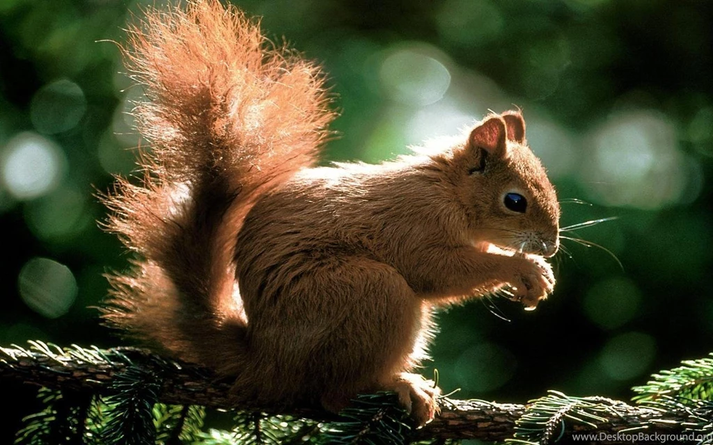 Animal Wallpaper Images WI14