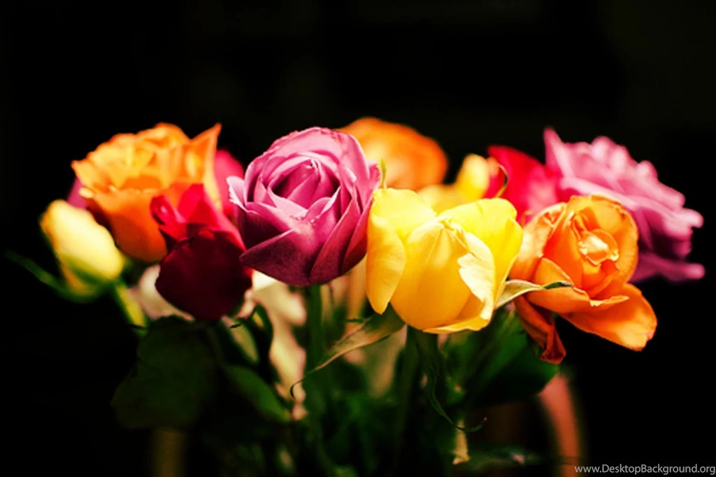 Roses My Passion (