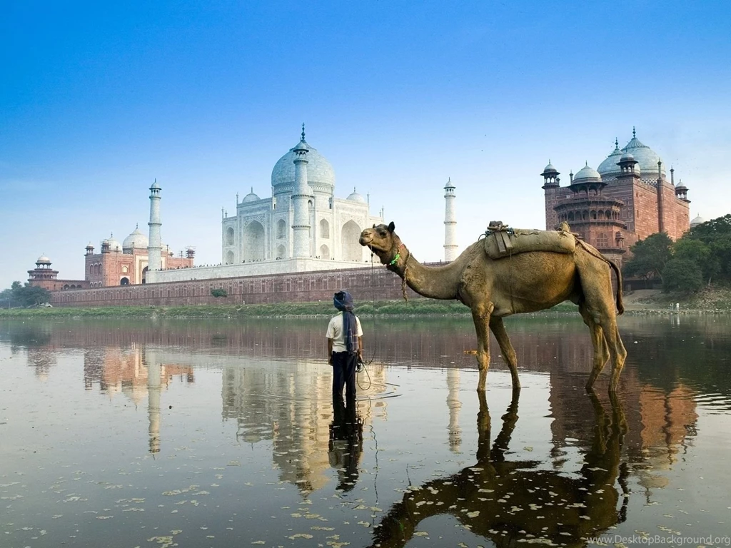 Camel At Taj Mahal