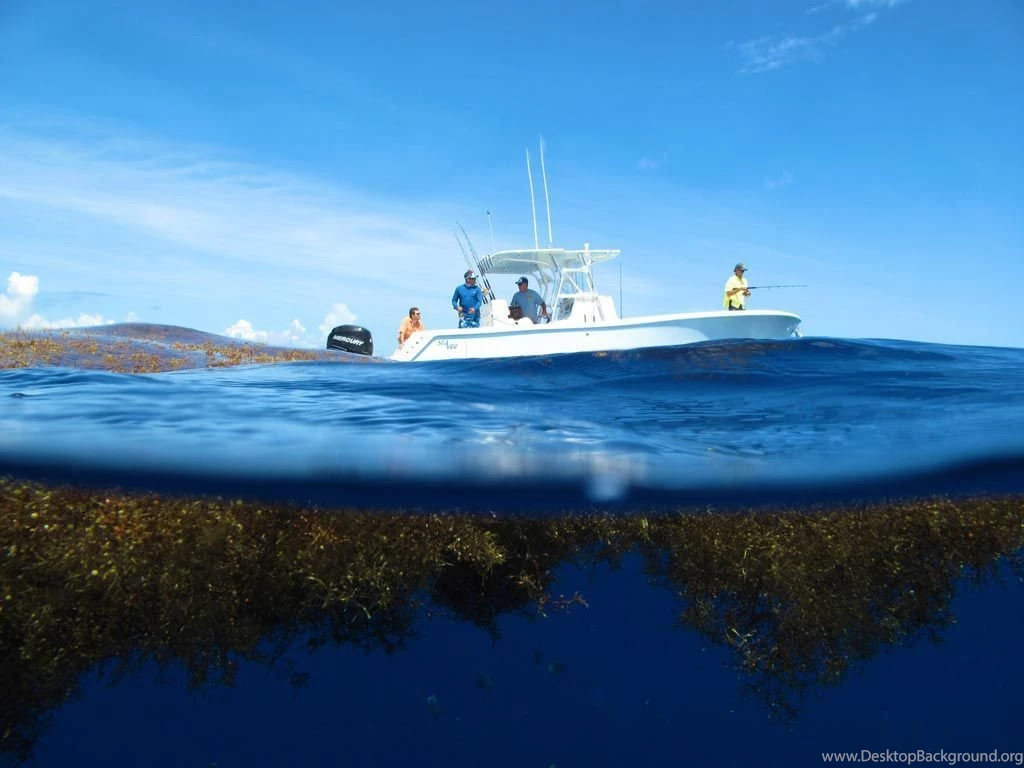 Outboard Center Console Boat / Twin engine / Sport fishing / With ...