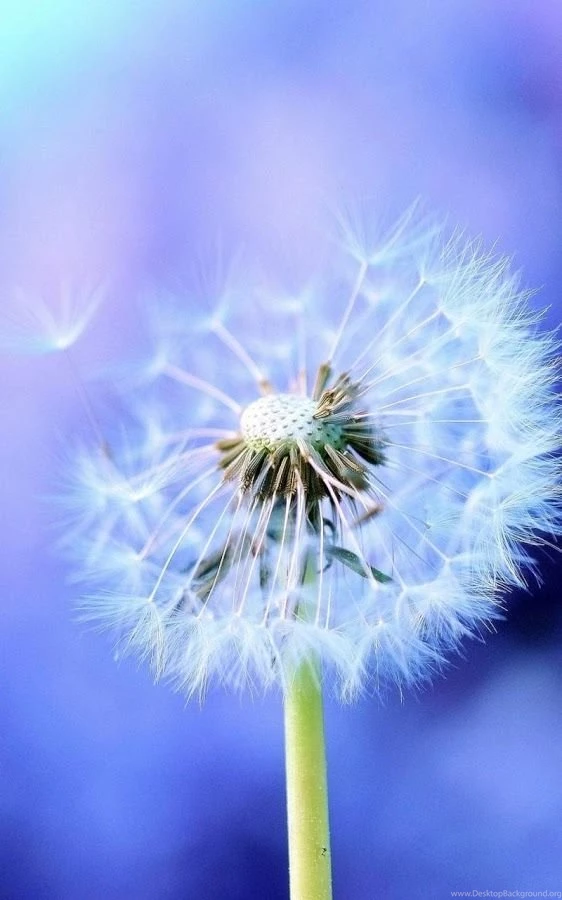 Wallpapers HD Backgrounds In Cafe Bazaar For Android · Cafe Bazaar ...