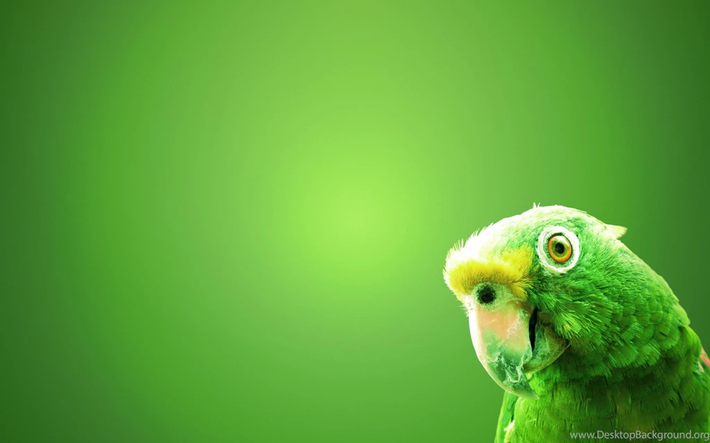Green Parrot Wallpapers HD