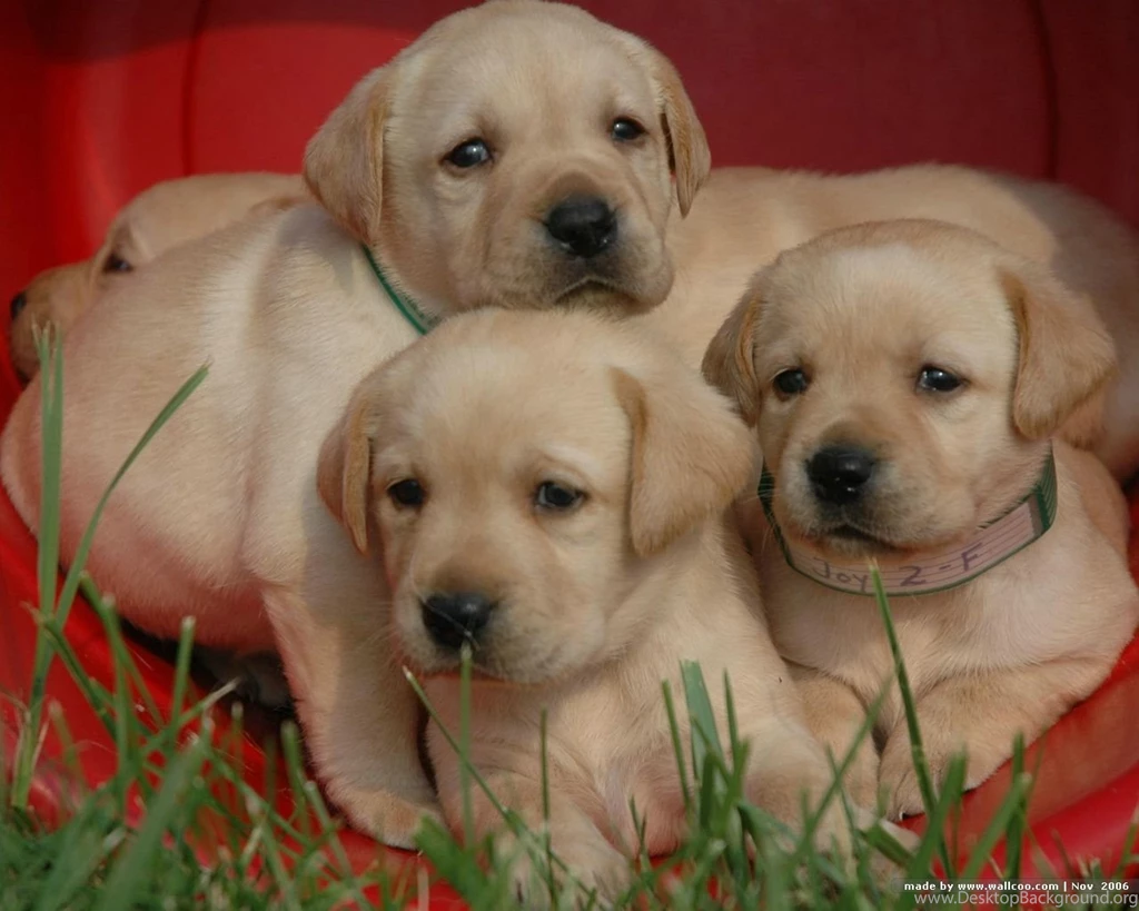 Three Labrador Retriever Puppies Photo And Wallpaper. Beautiful ...