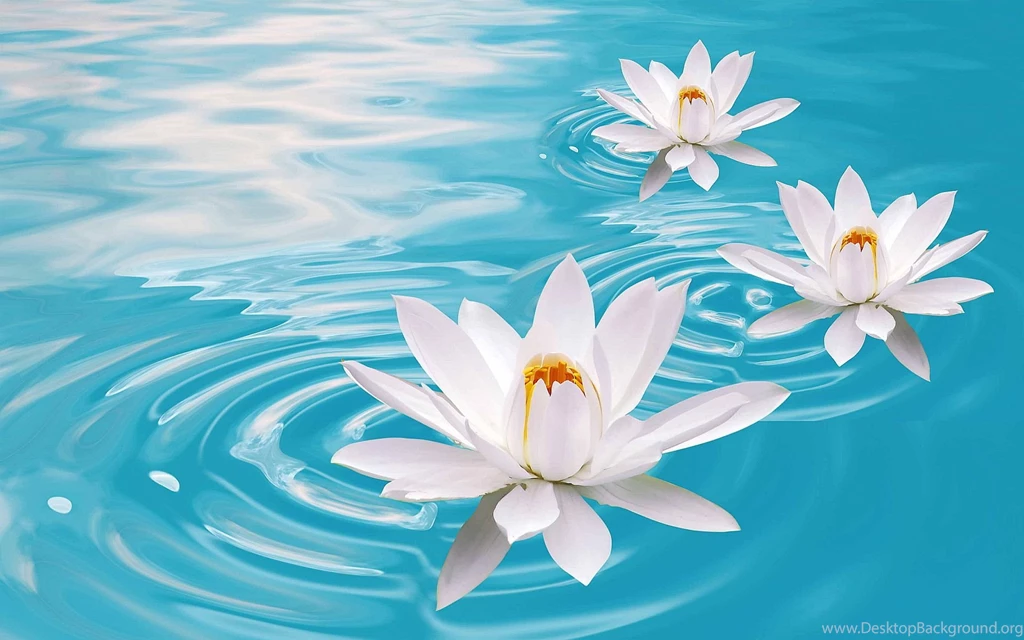 Lotus Flower White In Water PC Wallpapers