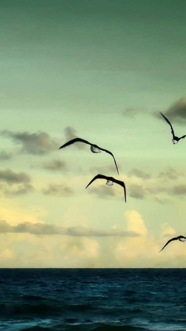 Wallpapers HD, Seagull, Clouds, Sky. Evening, 640x1136 129899