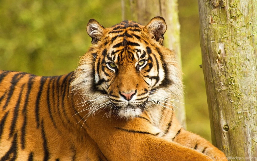Face HD Animal Wallpapers