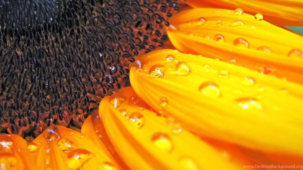 Natural Sunflower Wallpapers PC