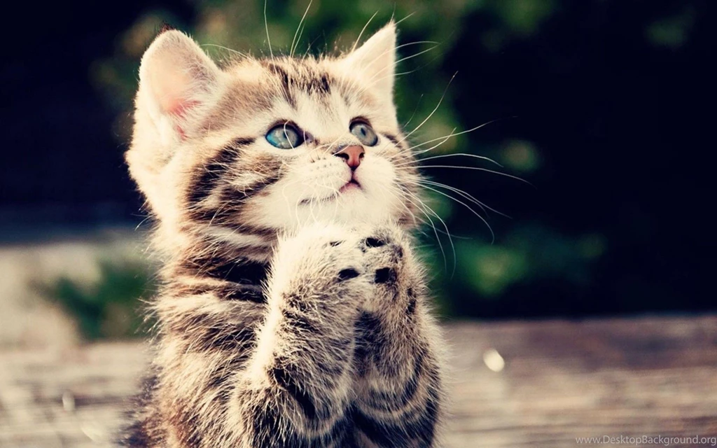 Gallery For Funny Animal Wallpapers Free Download