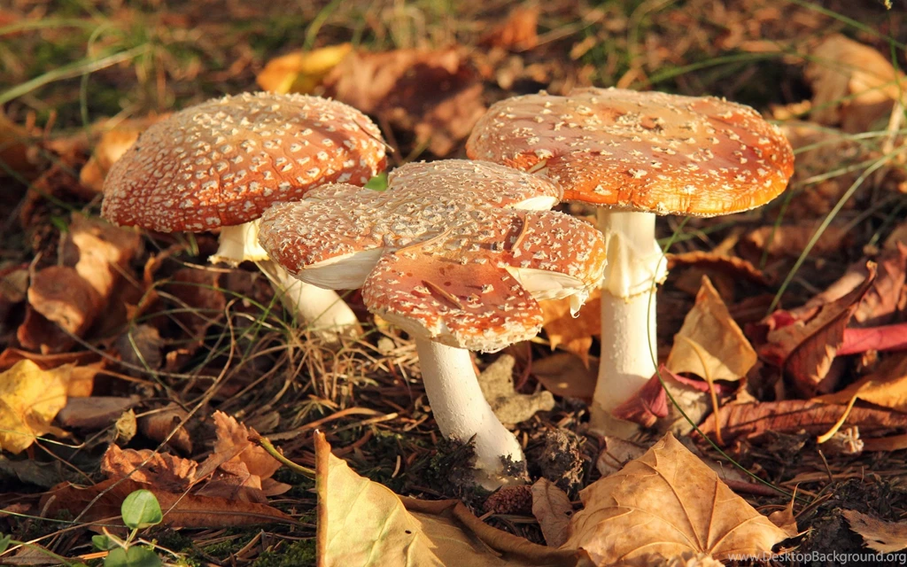 Infected Mushroom Wallpapers :: HD Wallpapers