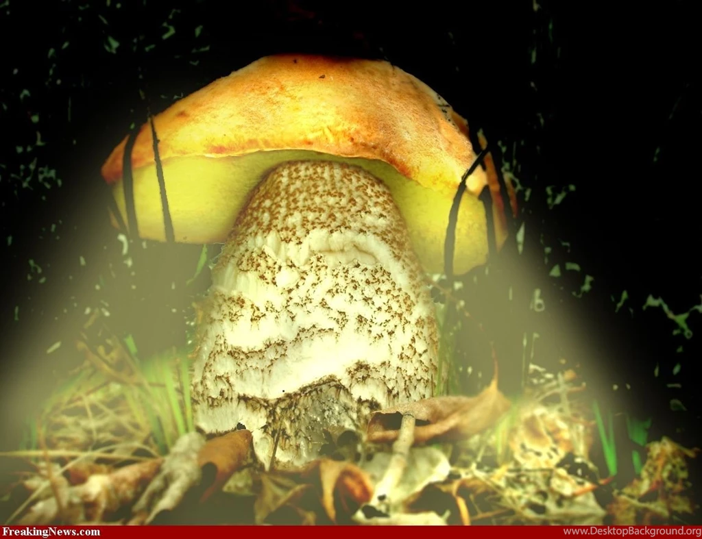Glowing Mushroom