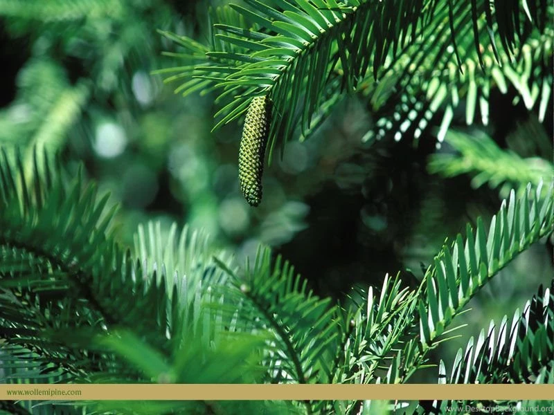 WollemiPine.com Download The Wollemi Pine Wallpaper.