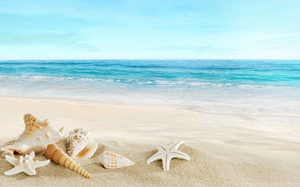 Shells On The Beach 1280 X 800 Widescreen Wallpapers