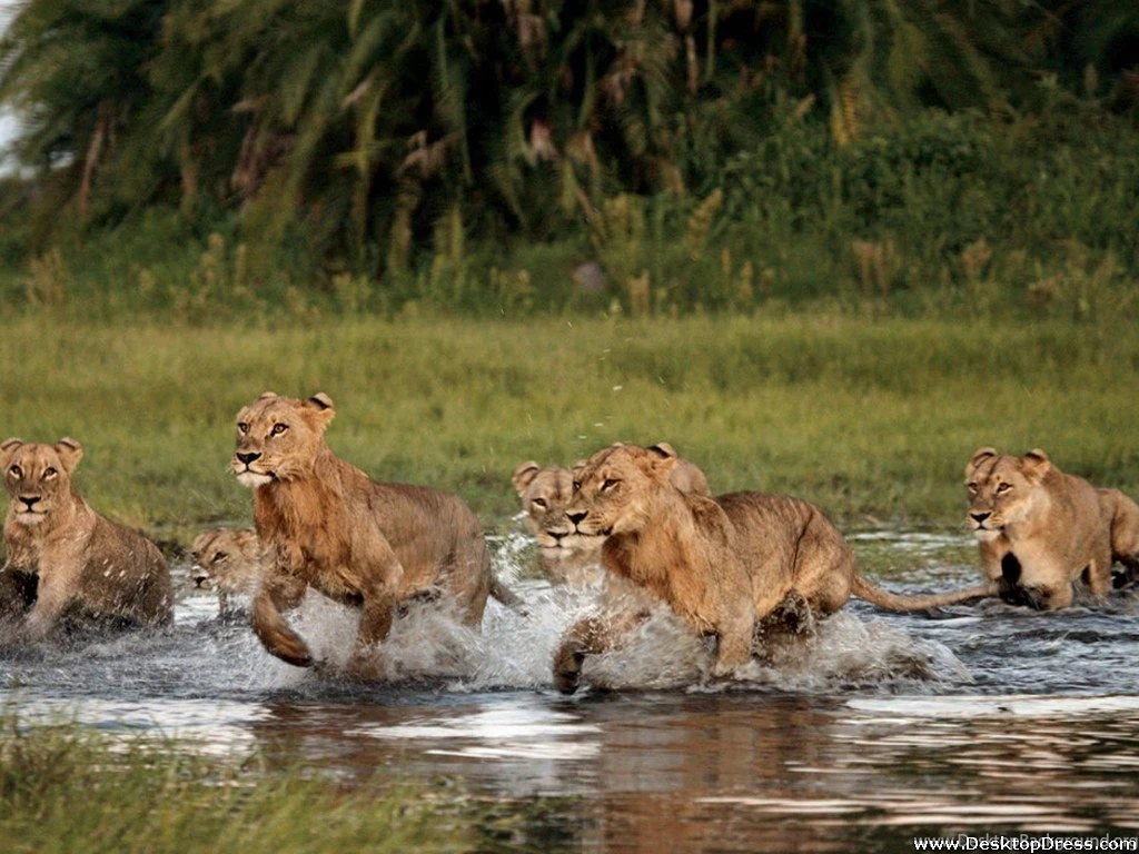 Desktop Wallpapers » Animals Backgrounds » A Pride Of Lions » Www ...