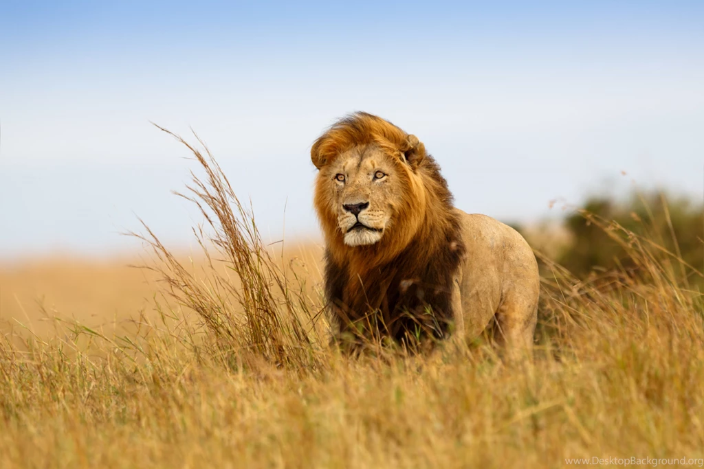 Lions 5.jpg