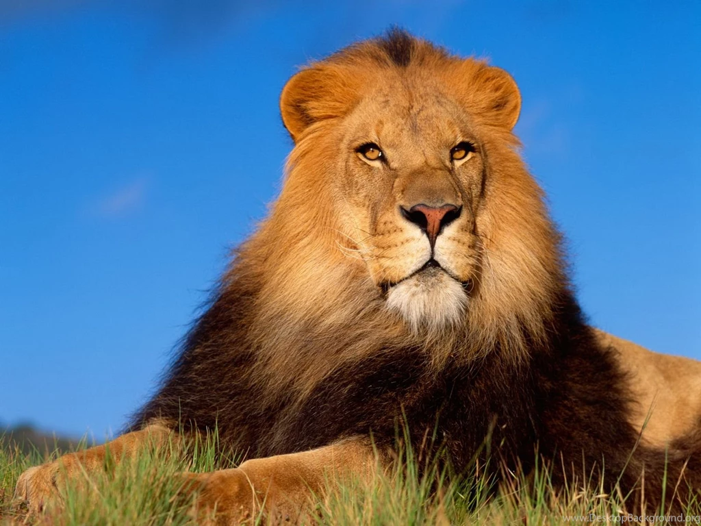 Lion HD Wallpapers And Backgrounds